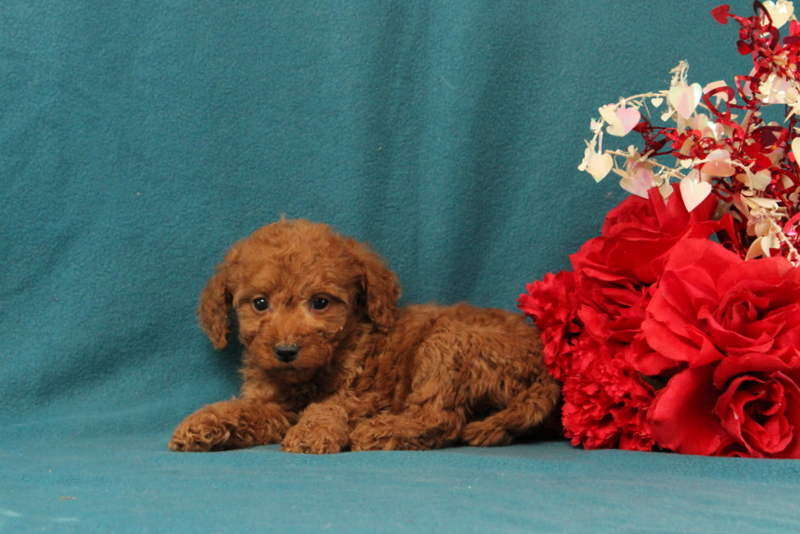 puppy, for, sale, Mini Goldendoodle F1BB, Matthew B. Stoltzfus, dog, breeder, Gap, PA, dog-breeder, puppy-for-sale, forsale, nearby, find, puppyfind, locator, puppylocator, aca
